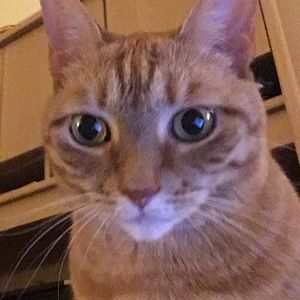 Meet your Posher, Tzu